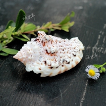 Natural conch shell faucet snail sea star platform Mediterranean home decoration photo props Aquarium Fish Tank 7