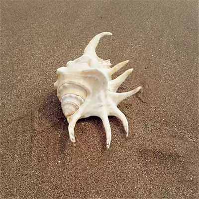 Natural shell conch oversized seven horned snail 13-16cm home furnishing fish tank aquarium landscape decoration
