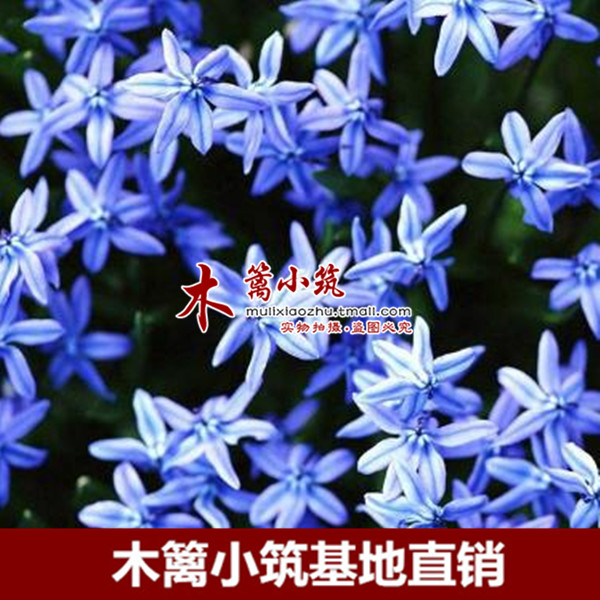 满天星【深蓝色】盆栽室内花卉 阳台花草 观花植物易种植