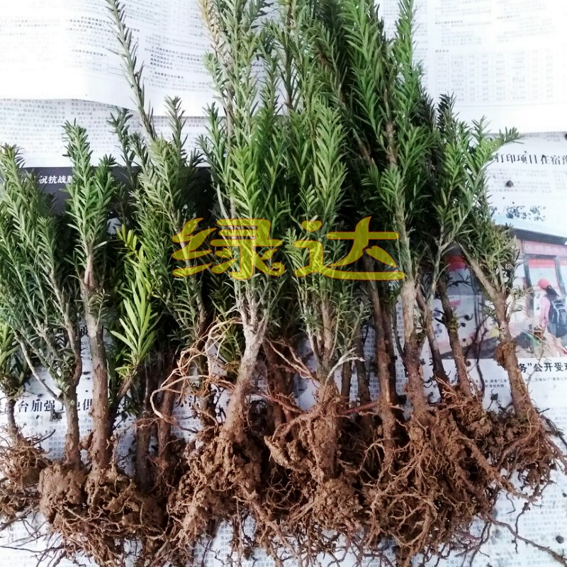 �̴�춹ɼ��hdsxiaom