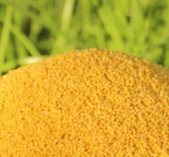 500g yellow millet small yellow rice new rice moon rice farm small yellow rice small yellow rice cooked with little rice porridge