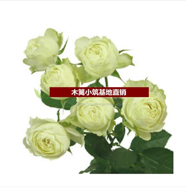 新品藤本月季花苗【卡龙】大花爬藤藤本月季四季开花 盆栽