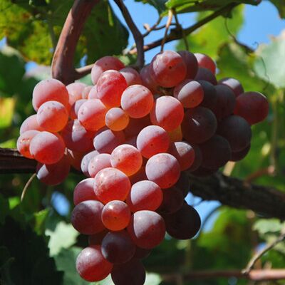 5 catties of longan rock candy heart grape raisins Huailai Shacheng Sandaowan production area Beijing-Tianjin-Hebei