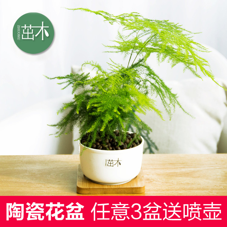 ��ľ�����辰