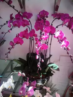 Phalaenopsis business opening gifts New Year's flowers add to the opening festival festive atmosphere Kunming city