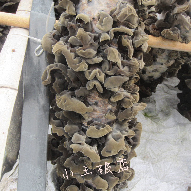 Gutian black fungus farm self-planted basswood sawdust cloud ear spring fungus small fungus without root 250g
