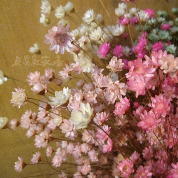 Little star petals flowers full of Brazilian star chrysanthemum dry flowers shoot small daisies