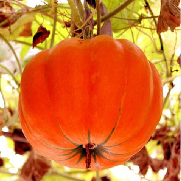 甜蜜南瓜 蔬果 （果小而甜 长势旺盛 抗病性强）容易栽培