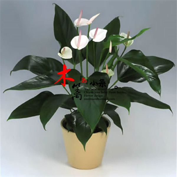 花卉【白掌】红掌粉掌紫掌土培水培植物花 绿植阳台盆栽