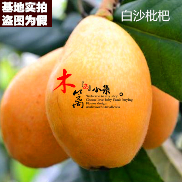 【白沙枇杷15】 枇杷苗 白沙琵琶树 琵琶树花卉苗木庭院植物