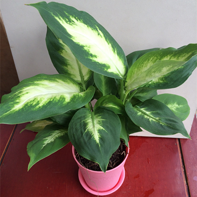 �Ӻ�Ե����50806