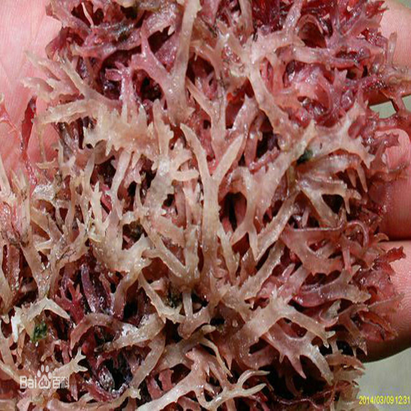 Seabed Swallow blood coral seaweed Collagen Stone Flowers Vegetables Longs Sea Frozen Vegetables Red Algae 250 gr Bulk