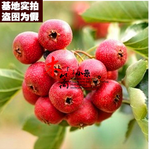 【秋金星15】盆栽地栽 山楂樹苗 山楂樹 山楂苗 山楂花苗嫁接苗