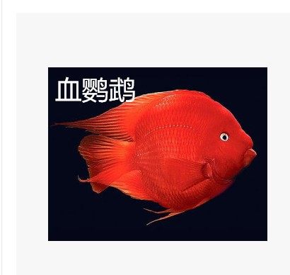 New large fish parrot fish blood red parrot fish a parrot fish yellow parrot printed parrot fish