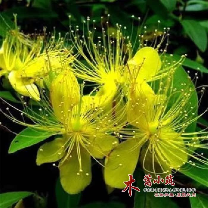 阳台庭院盆栽【金丝梅】开花色彩鲜艳.枝叶丰满.绚丽可爱