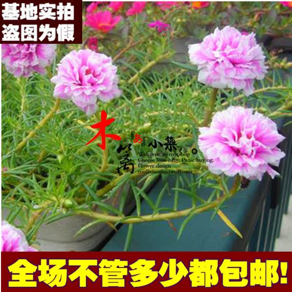四季盆栽重瓣太阳花 松叶牡丹 死不了龙须牡丹半支莲褶皱