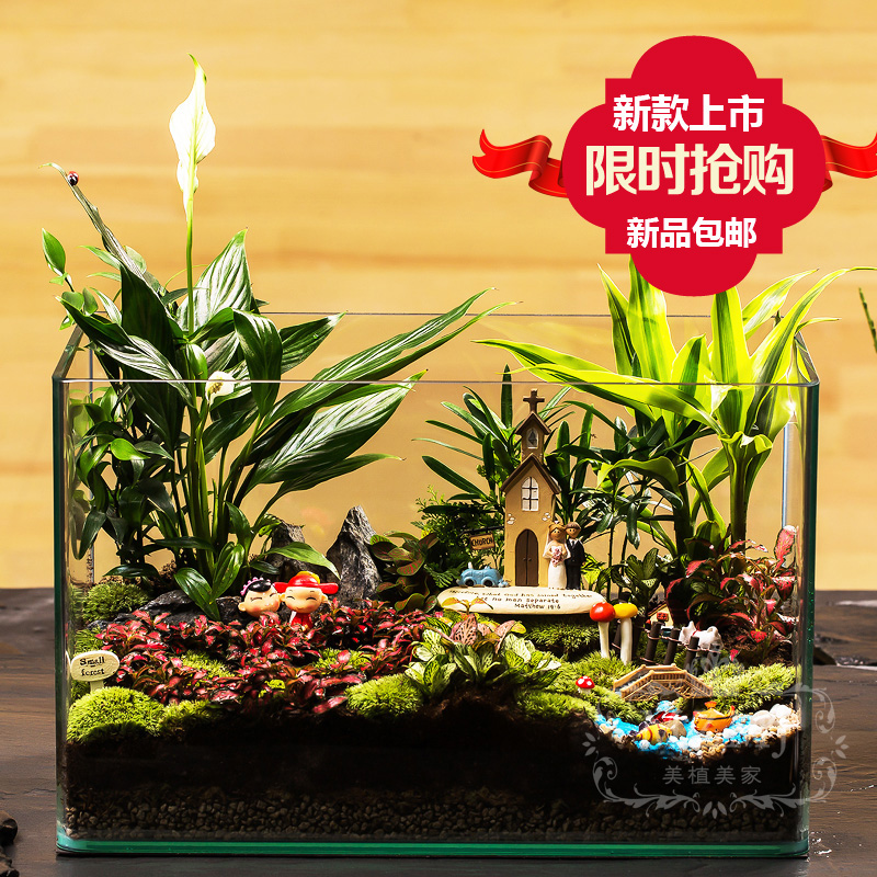 Ecological Microscape Square Cylinder Plant Creative Office Green Planting birthday Birthday Wedding Gift Miyazaki Miyazaki
