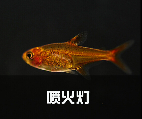 热带鱼 观赏鱼 南美灯鱼 喷火灯鱼 橘帆梦幻旗鱼 草缸群游鱼 特价