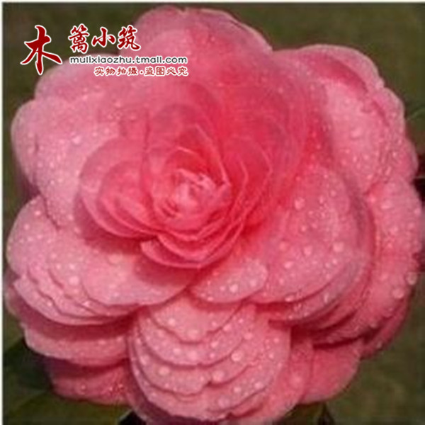 阳台庭院盆栽地栽山茶花树 精品茶花苗【恨天高】年宵花卉