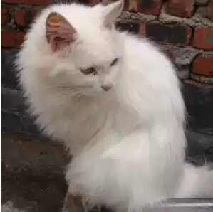 One hundred male cat cat house treasure (not for sale only for display)