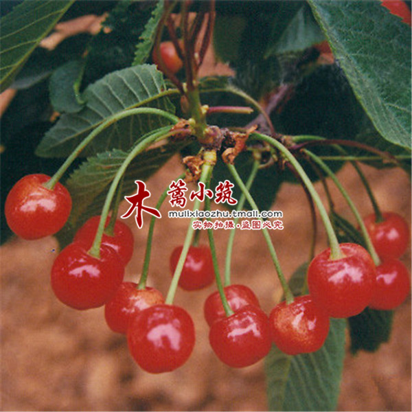 【早红宝石】阳台庭院盆栽地栽车厘子樱桃苗 当年结苗 全国适宜