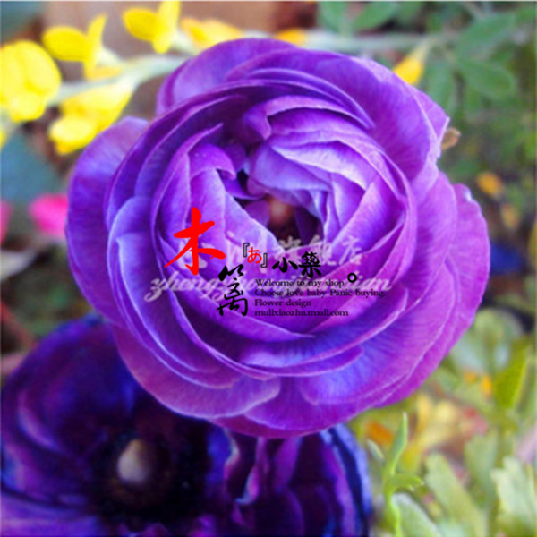 【蓝拉娜】盆栽种根植物花卉 芹叶牡丹花毛茛花苗种根 当年开花