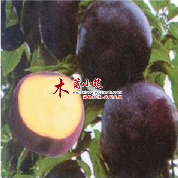 【昧馨】 阳台庭院盆栽地栽嫁接李子苗 南北方皆适宜促消化