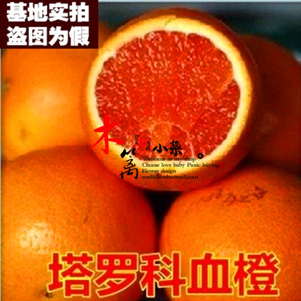 【塔罗科血橙15】橙子苗盆栽地栽苗 红心橙子多品种南北方种植