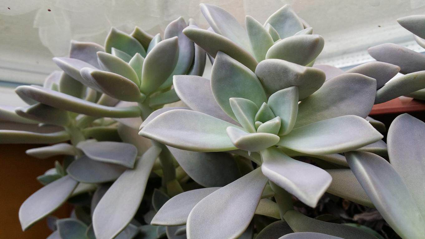 Taiwan echidna obscure moon edible