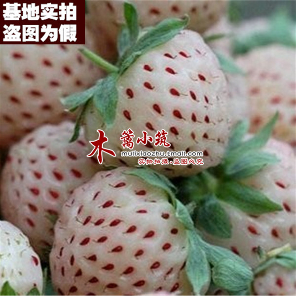 【菠萝草莓17】盆栽花卉草莓 阳台盆栽地栽 庭院栽种四季草莓