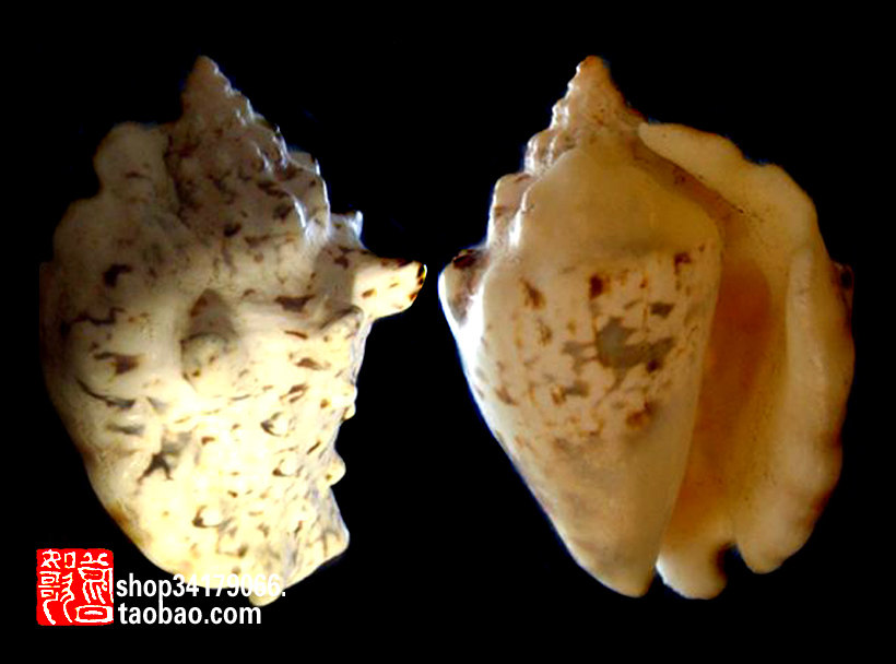 Old objects decoration crafts and friends tourism brought back natural lychee screw