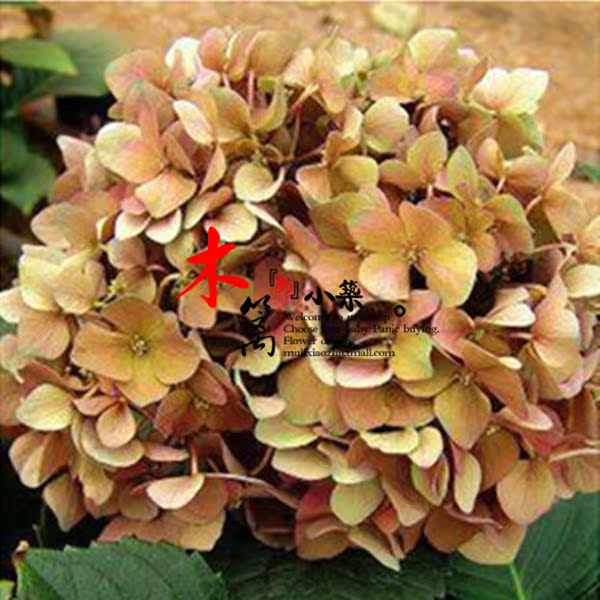 【桔色】室内庭院盆栽植物花卉盆景 八仙绣球花苗 当年开花