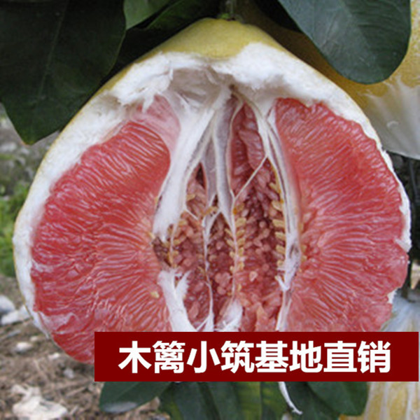 南非红心葡萄柚 盆栽地栽苗 柚子苗 天皇蜜柚 南北方种植产量高