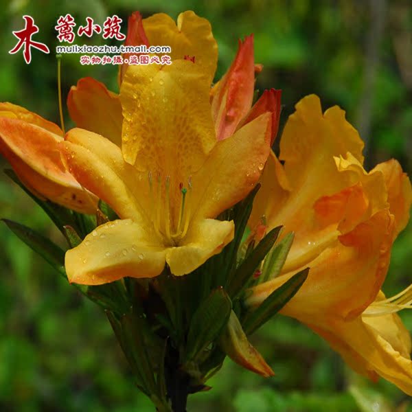 室内盆栽花卉 杜鹃花苗 盆栽杜鹃花 棕色杜鹃 西洋杜鹃花苗