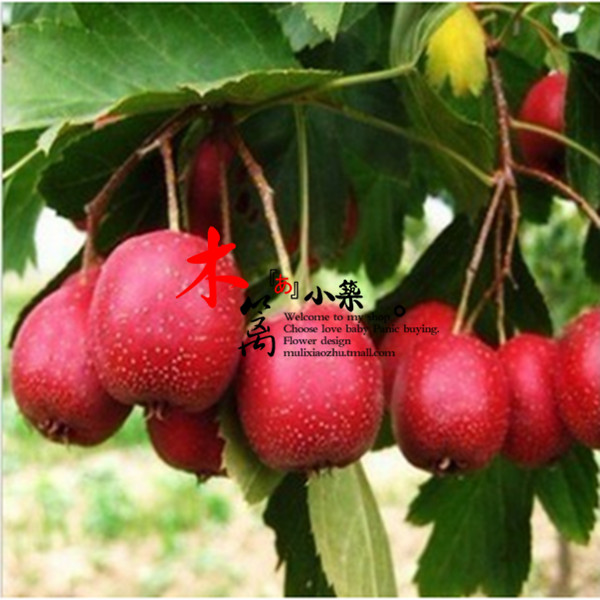 【蒙阳红】阳台庭院盆栽地栽山楂苗 大果山楂苗 南方北方都适宜