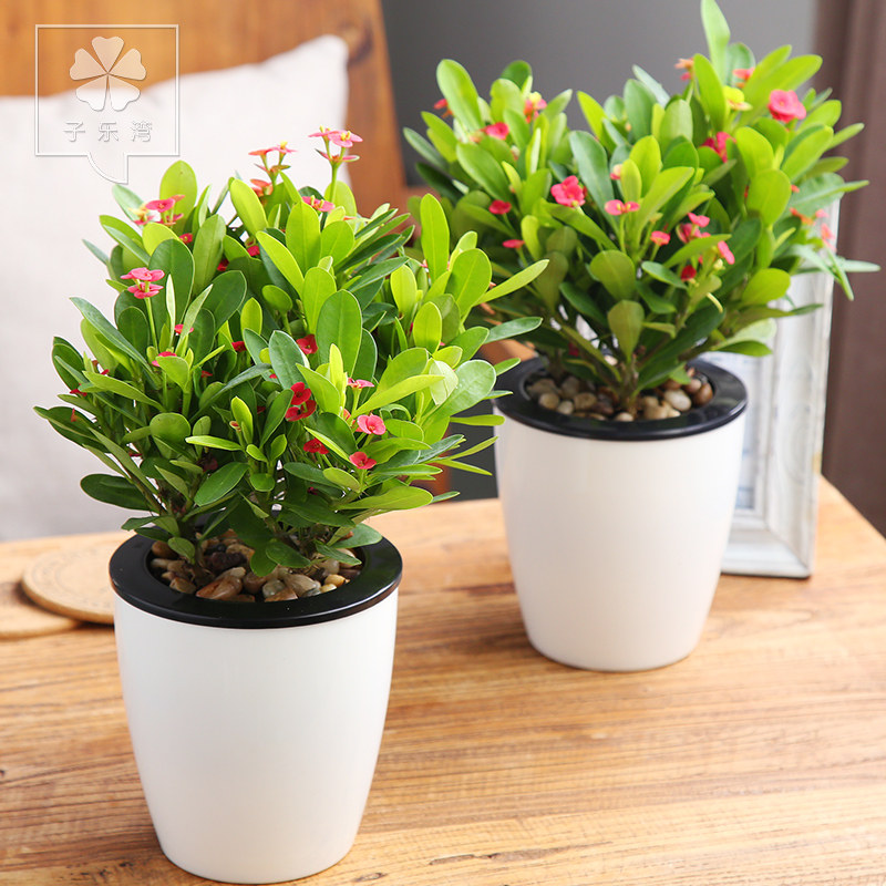 �������辰ɳĮõ��