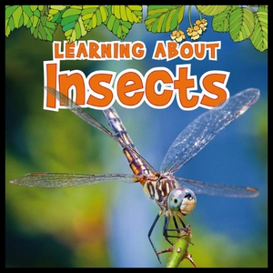 【预售】Learning about Insects