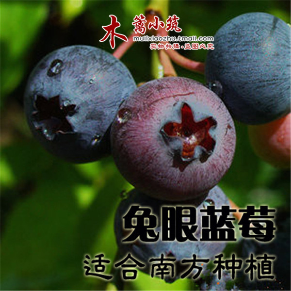 【兔眼】阳台庭院盆栽地栽蓝莓苗 南方北方可种植 带土发货