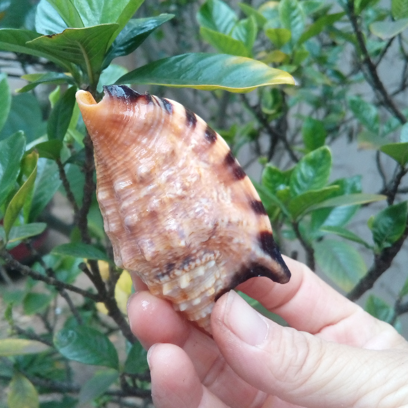 Natural conch shell Swallow conch Golden sleeve Phoenix Conch Black mouth Phoenix conch Fish tank landscape decoration