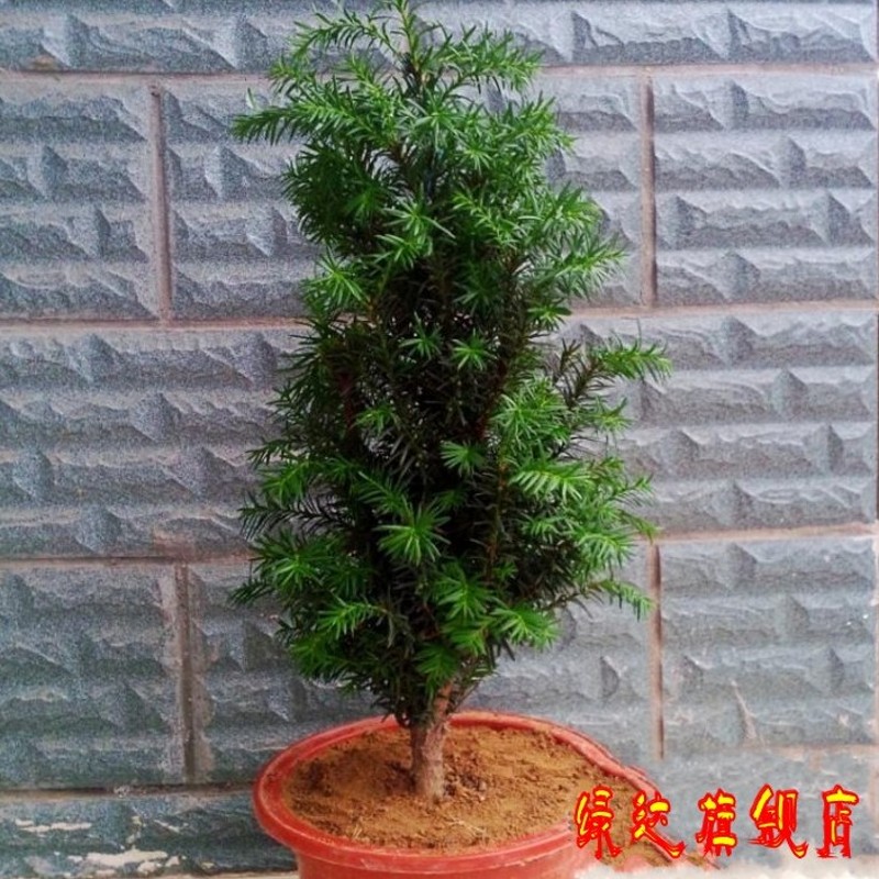 �̴������Ǵ����辰12��