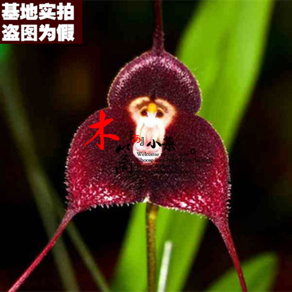 【紫猴16】猴面兰花盆栽花卉兰花苗大花蕙兰 蝉兰 虎头兰当年开