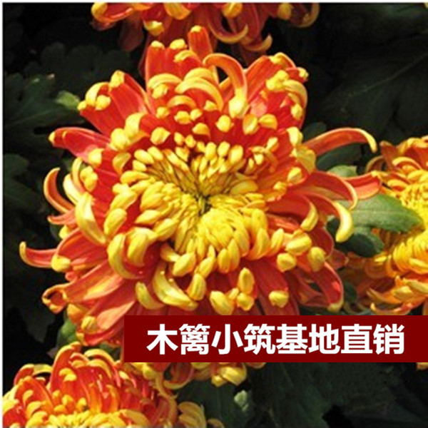 限时特价 盆栽菊花【金带风飘】菊花苗 四季菊花菊花 当年开花
