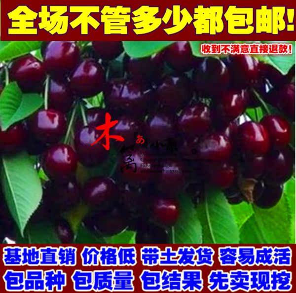 樱桃苗盆栽 美国加州车厘子樱桃苗 樱桃苗盆栽嫁接苗 带土发货