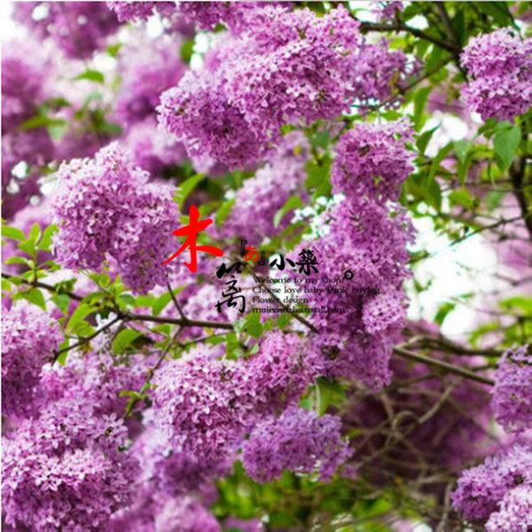 【红叶丁香】庭院盆栽花卉植物 丁香苗 丁香花苗 香味浓厚