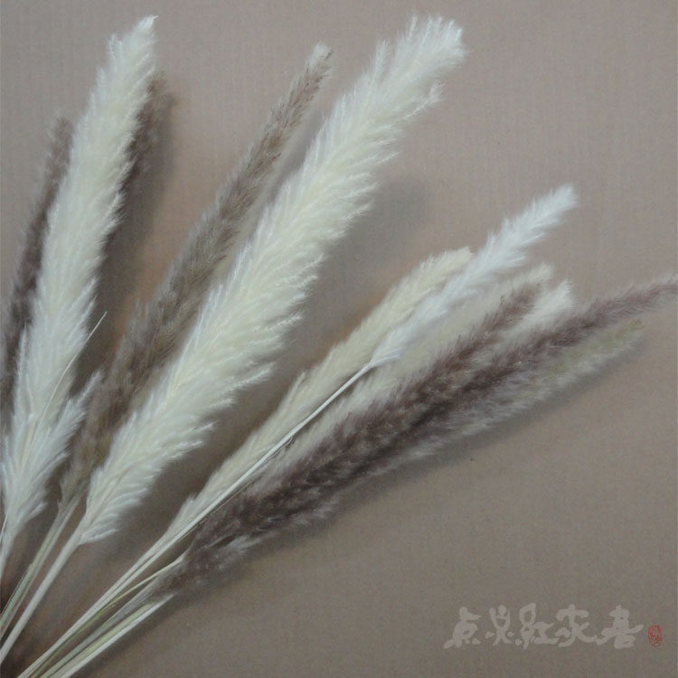 (Clear water whisk) Reed drying flower white foxtail drying flower decoration drying flower drying flower shooting props golden autumn new product