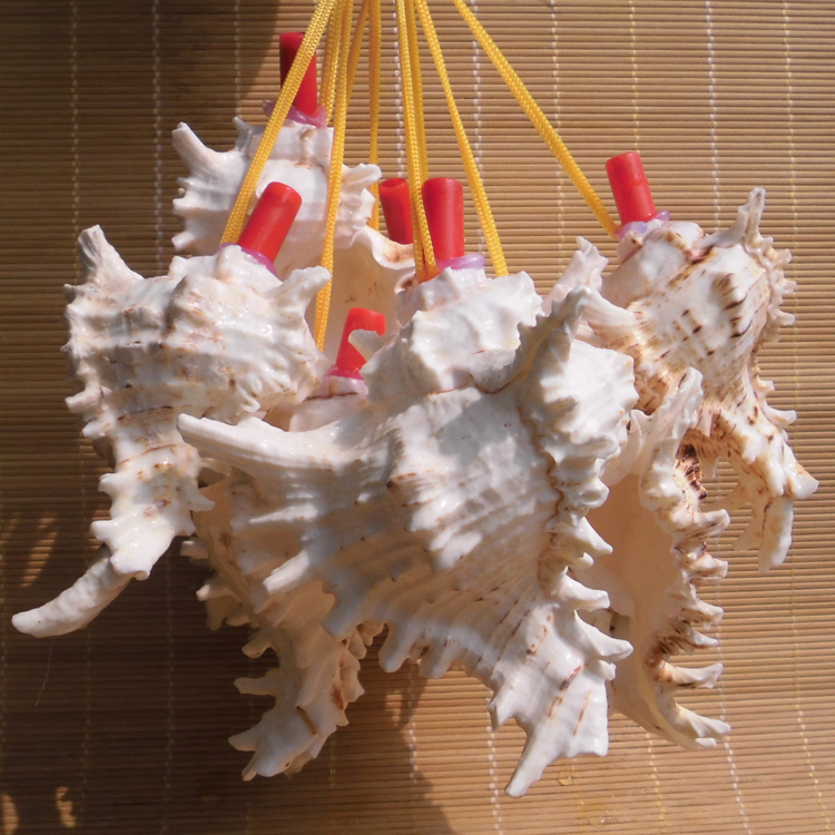 Conch shell craft gift decoration super conch number conch whistle children's toy small snail number street stall hot sale