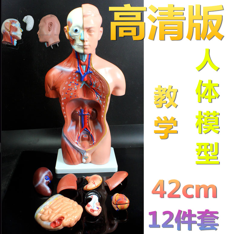 可拆卸人体躯干模型解剖器官模型肌肉带内脏教学模型男性12件42cm