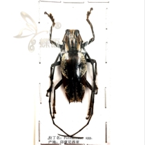 Butterfly language: true insect specimens Potemnemus spp the horns Collection Experiment