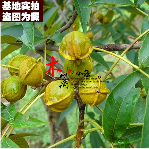 美国薄壳核桃15 核桃苗地栽盆栽嫁接苗庭院植物食用核桃苗