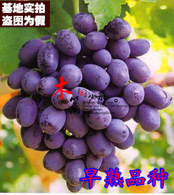【紫无核葡萄15】当年结果 庭院阳台盆栽地栽葡萄苗 南北方种植